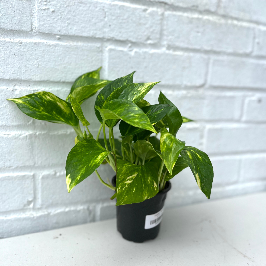 Golden Pothos – Botanical Dwellings