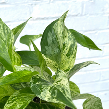 Load image into Gallery viewer, Pothos Marble Queen