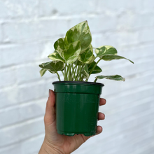 Load image into Gallery viewer, Pothos Pearls & Jade