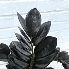Load image into Gallery viewer, Black Raven Zz
