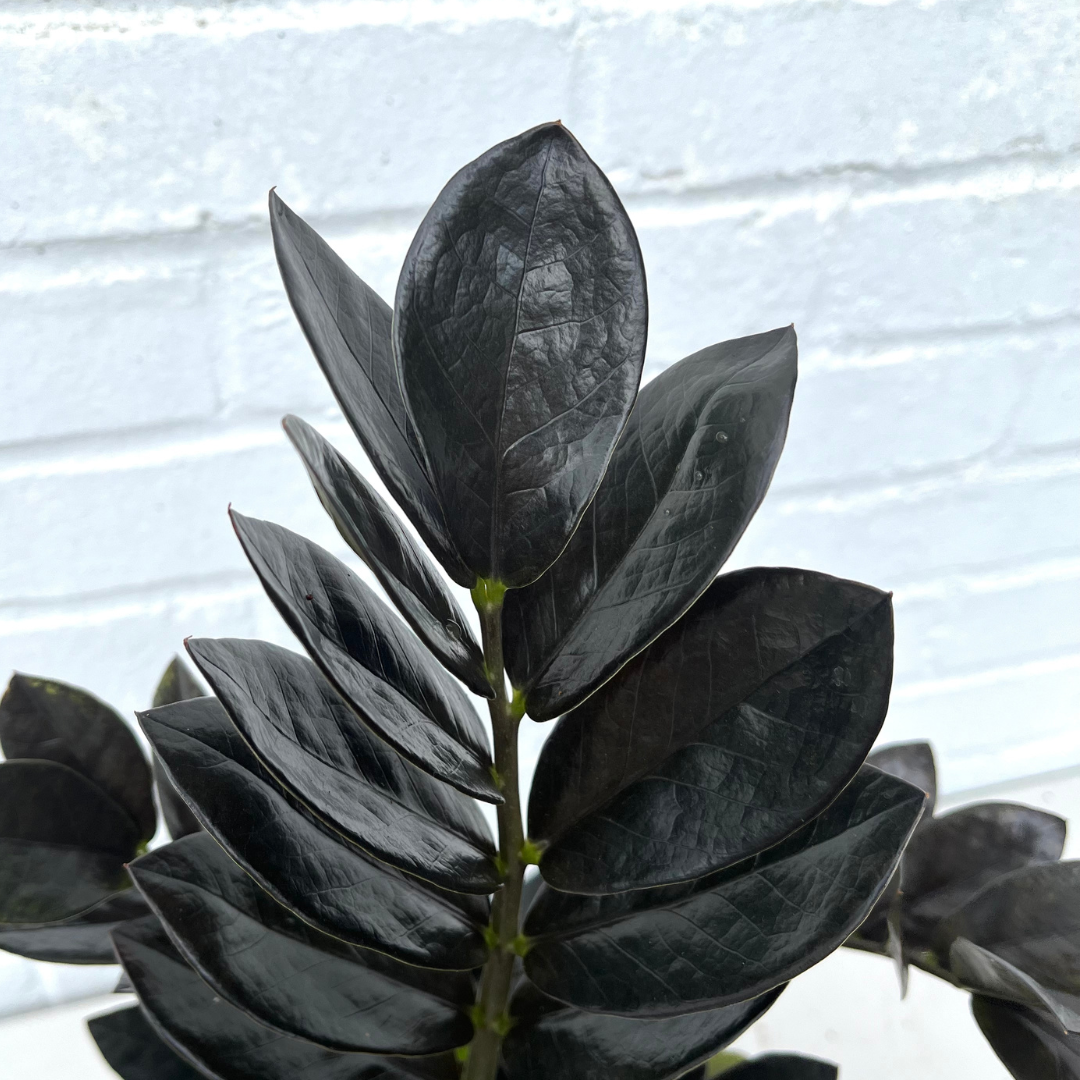 black zz plant price Black Raven Zz – Botanical Dwellings