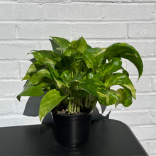 Load image into Gallery viewer, Golden Pothos