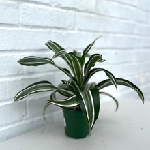 Load image into Gallery viewer, Dracaena Jade Jewel