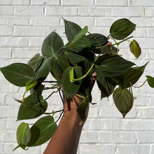 Load image into Gallery viewer, Philodendron Micans