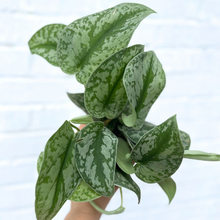 Load image into Gallery viewer, Scindapsus Pictus Silver Satin