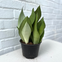 Load image into Gallery viewer, Sansevieria Silver Moonshine