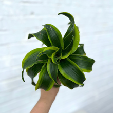Load image into Gallery viewer, Dracaena Dorado