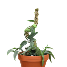 Load image into Gallery viewer, Bendable Moss Pole | 3 Pack