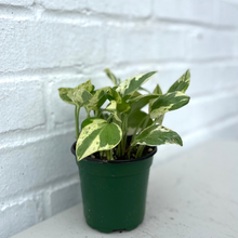 Load image into Gallery viewer, Pothos Pearls & Jade