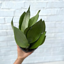 Load image into Gallery viewer, Sansevieria Silver Moonshine