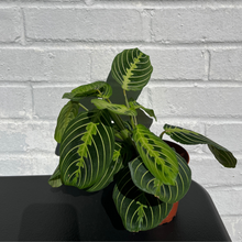 Load image into Gallery viewer, Maranta Lemon