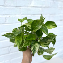 Load image into Gallery viewer, Pothos Marble Queen