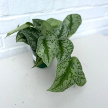 Load image into Gallery viewer, Scindapsus Pictus Silver Satin