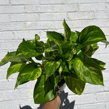Load image into Gallery viewer, Golden Pothos