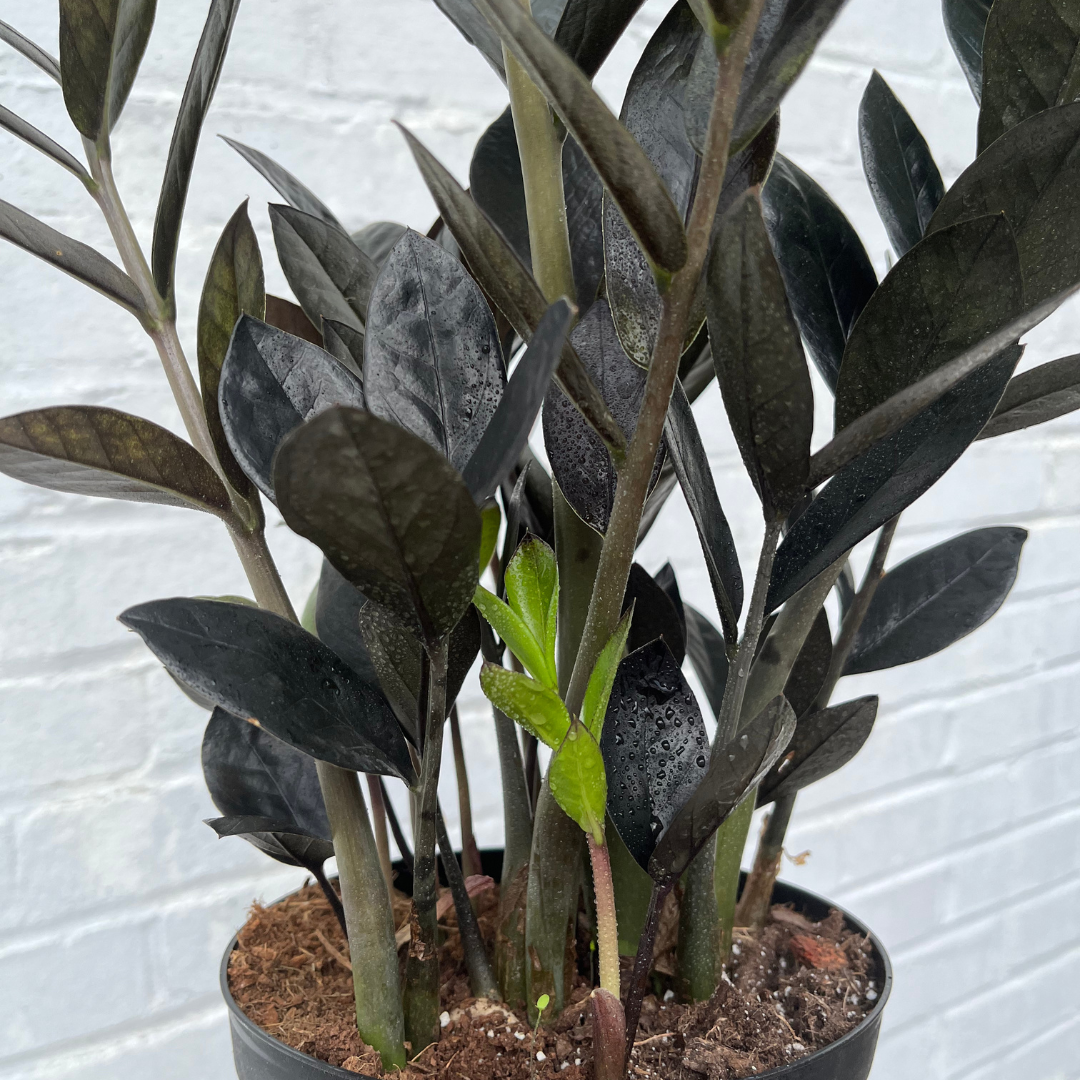 Black Raven Zz – Botanical Dwellings