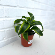Load image into Gallery viewer, Dracaena Dorado