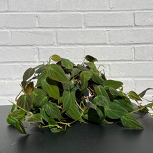 Load image into Gallery viewer, Philodendron Micans