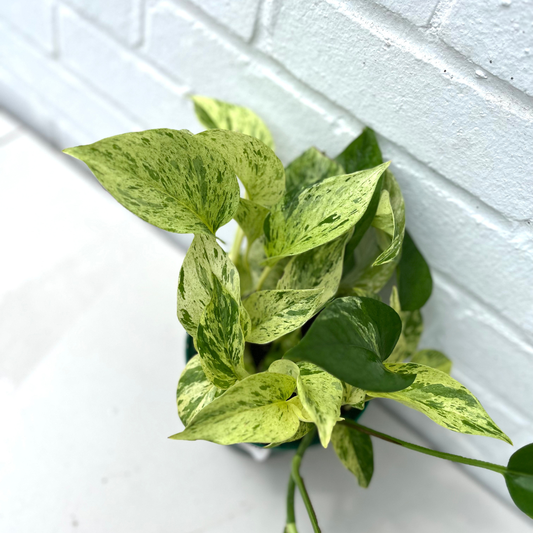 Pothos Marble Queen – Botanical Dwellings