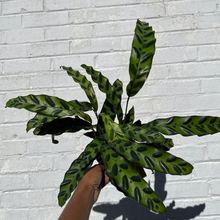 Load image into Gallery viewer, Calathea 'Lancifolia'