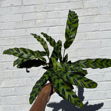 Load image into Gallery viewer, Calathea &#39;Lancifolia&#39;
