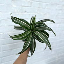 Load image into Gallery viewer, Dracaena Jade Jewel