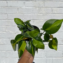 Load image into Gallery viewer, Philodendron Brasil