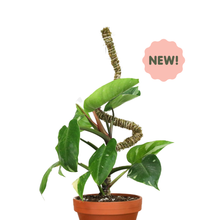 Load image into Gallery viewer, Bendable Moss Pole | 3 Pack