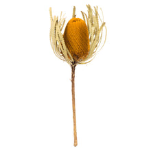 Load image into Gallery viewer, Aspen Gold Banksia Flower