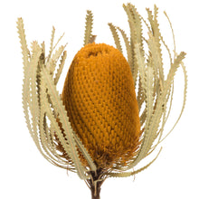 Load image into Gallery viewer, Aspen Gold Banksia Flower