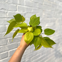 Load image into Gallery viewer, Philodendron 'Cordatum Lemon'