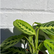 Load image into Gallery viewer, Maranta Lemon