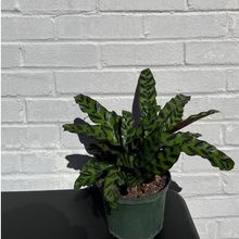 Load image into Gallery viewer, Calathea 'Lancifolia'