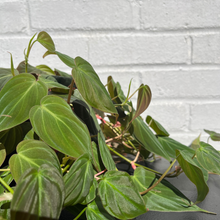 Load image into Gallery viewer, Philodendron Micans