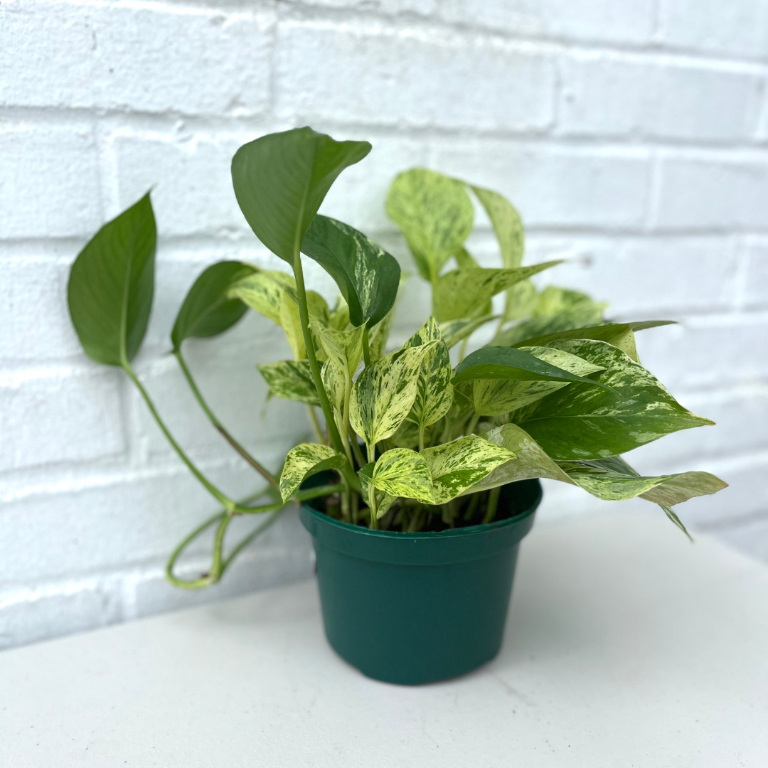 Pothos Marble Queen – Botanical Dwellings