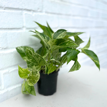 Load image into Gallery viewer, Pothos Marble Queen