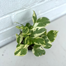 Load image into Gallery viewer, Pothos Pearls & Jade