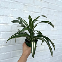 Load image into Gallery viewer, Dracaena Jade Jewel