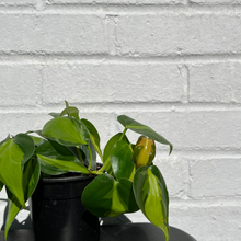 Load image into Gallery viewer, Philodendron Brasil