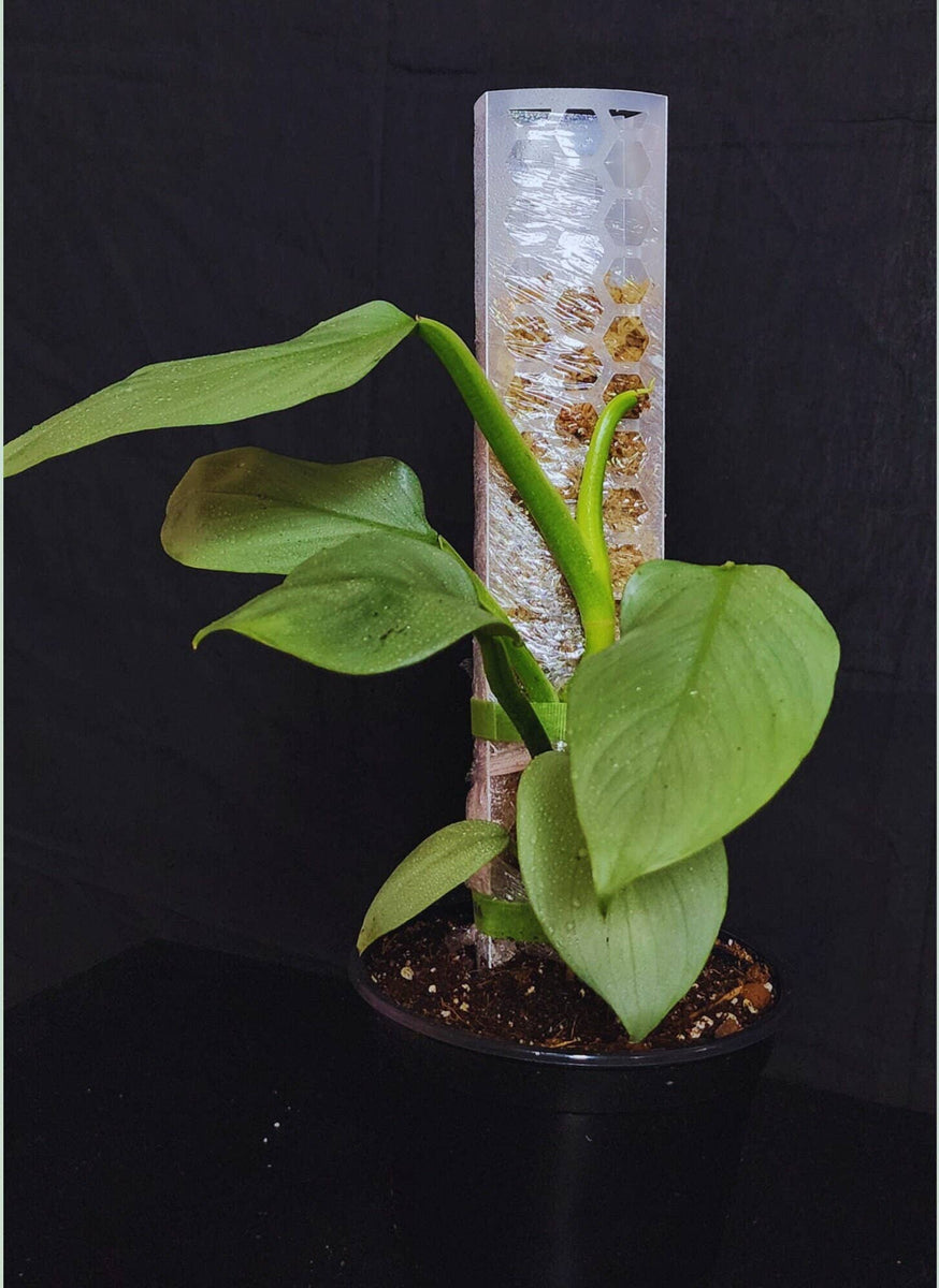 Stackable Moss Pole – Botanical Dwellings