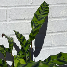 Load image into Gallery viewer, Calathea 'Lancifolia'