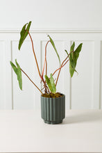 Load image into Gallery viewer, Carmen Pot | Dark Green