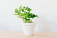 Load image into Gallery viewer, White Porcelain Pot