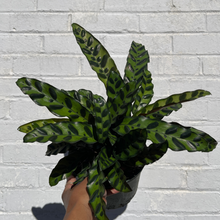 Load image into Gallery viewer, Calathea 'Lancifolia'