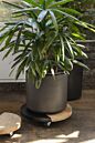 Load image into Gallery viewer, Kylo Plant Stand