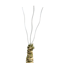 Load image into Gallery viewer, Bendable Moss Pole | 3 Pack