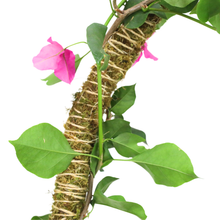 Load image into Gallery viewer, Bendable Moss Pole | 3 Pack