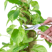 Load image into Gallery viewer, Slim Utility Shears