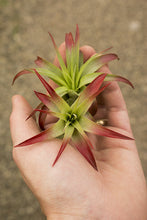 Load image into Gallery viewer, Brachycaulos Air Plant | Red