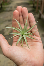 Load image into Gallery viewer, Capitata Guzmanoides Air plant