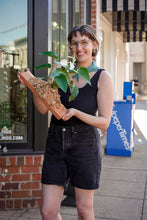 Load image into Gallery viewer, Anthurium Mounting Workshop